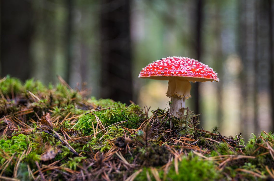 "Fungus Among Us: The Benefits of Mushroom Powder" - Vape Street UK 